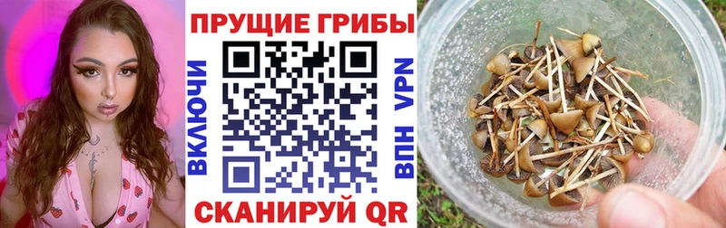 Галлюциногенные грибы GOLDEN TEACHER  цена наркотик  Чебаркуль 